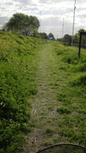 Camino verde