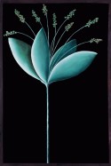 Night Blossom