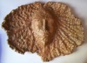 RAGGIO DI SOLE