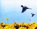 Flying Free
