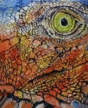 iguana de cerquita
