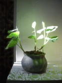 Planta
