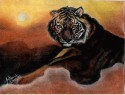 TIGRE DEL ATARDECER