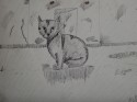 estudio de gato