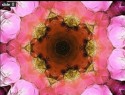 Rosados