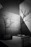 Sombras