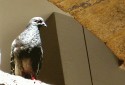 Columbidae
