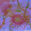 treeflowers