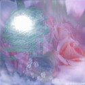 rosedream