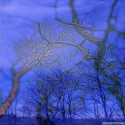inwiththetrees