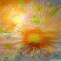 flowersun