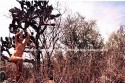 Desierto 2