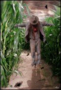 The Scared Cow