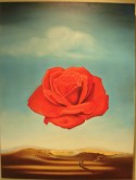 meditative rose