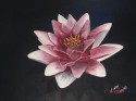 my loto