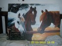 caballos