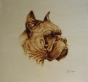 Boxer