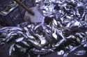 recogiendo el pescao