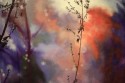 Enchantée- Serenidad