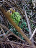 juancito