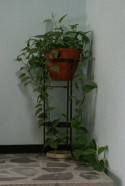 La Planta de la esquina