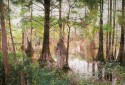The Bayou