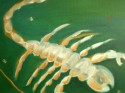Escorpion