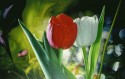 Fantasia de Tulipanes