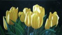 Tulipanes Amarllos 2