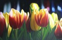 Tulipanes en Fantasia de Noche