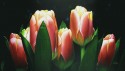 Tulipanes Rojos 2