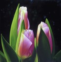 Tulipanes