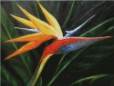 A New Bird