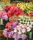Flowers Galore