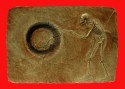 Signo