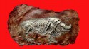 Rhino