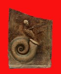 Caracol