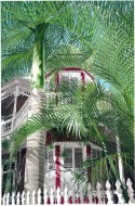 Victorian Palms