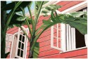 Tropical Breeze