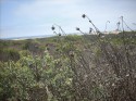 Zuma Beach 1