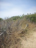 Zuma Beach 3