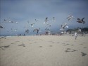 Zuma Beach 7