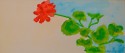A Single Geranium