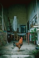 El Gallito