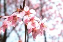 Cherry Blossom