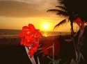 sunset colletion 4