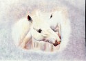 Albinos