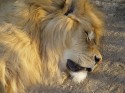 The lion by Octavian Scriuba