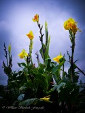 Flores del cementerio