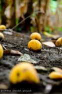 Fallen Mangos